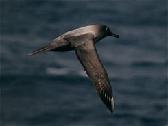 Light-mantled Sooty Albatrosses regularly dive in order to feed and can dive to below 12 m.