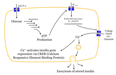 Mechanism of insulin release in normal pancreatic beta cells.  Insulin production is more or less constant within the beta cells, irrespective of blood glucose levels. It is stored within vacuoles pending release, via exocytosis, which is triggered by increased blood glucose levels.