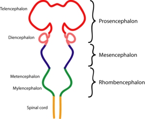 Diagram depicting the main subdivisions of the embryonic vertebrate brain.  These regions will later differentiate into forebrain, midbrain and hindbrain structures.