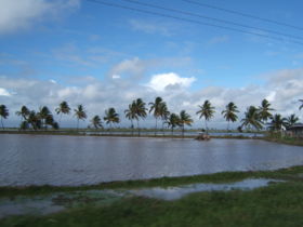 Tractor in a rice field on Guyana's coastal plain.