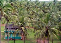 A small mosque on a coconut plantation in Bekal, Kasaragod district.