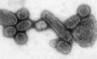 The reconstructed 1918 influenza virus