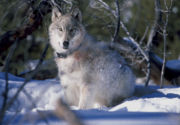 A radio-collared wolf.