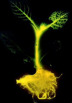 Science continually seeks to gain increased understanding and, where appropriate, the possibility for control of many specific aspects of the physical world.  Its successes in achieving this goal stem directly from its ability to elucidate the foundational mechanisms which underlie nature's processes. Here, an image of "artificial" bioluminescence which has been induced in a tobacco plant by the use of genetic engineering.