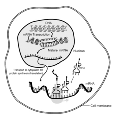 The interaction of mRNA in a eukaryote cell.