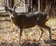 Mule Deer near Wawona