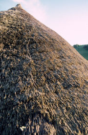 An Iron Age thatched roof, Butser Farm, Hampshire, United Kingdom