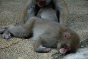 Sleeping Japanese macaques