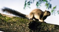 A Grizzled Giant Squirrel (Ratufa macroura) in the Marayoor wilderness of northwestern Idukki district.