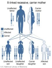 LNS is inherited in an X-linked recessive fashion.