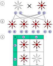 Dominant and recessive phenotypes. (1) Parental generation. (2) F1 generation. (3) F2 generation