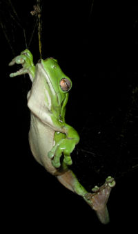 A Green Tree Frog caught in a spider's web after eating the spider. The frog survived.