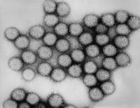 Multiple rotavirus virions