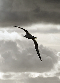 Albatrosses range over huge areas of ocean and regularly circle the globe.