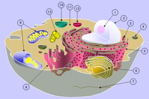 Schematic of typical animal cell depicting the various organelles and structures.