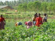 Farm workers in Coimbatore.