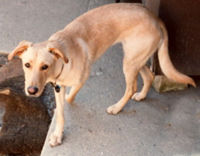 This "yellow" mix between a German Shepherd and a Golden Retriever does not closely resemble either parent but has traits of both.