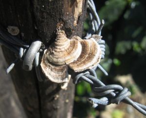 Fungi on a fence post near Orosí, Costa Rica.