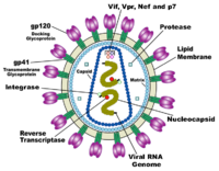 Diagram of enveloped HIV