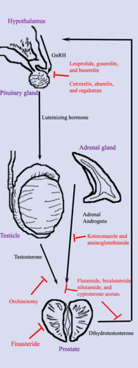 Hormonal therapy in prostate cancer. Diagram shows the different organs (purple text), hormones (black text and arrows), and treatments (red text and arrows) important in hormonal therapy.