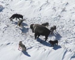 An American Bison standing its ground, thereby increasing its chance for survival.