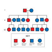 HD is inherited in an autosomal dominant fashion.