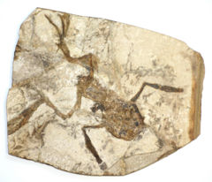 A fossilized frog from the Czech Republic, possibly Palaeobatrachus gigas.