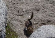 Golden-mantled Ground Squirrel on top of Lembert Dome