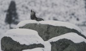 Howling adult wolf on glacial erratic at Little America Flats.