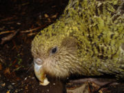 The "whiskers" around the beak