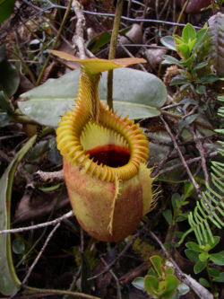 Nepenthes villosa, a species of carnivorous plant.