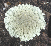 More than 200 species of lichens have been recorded from Antarctica.