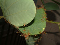 There are 1,275 described species and subspecies of ant from Australia. These green ants (Oecophylla  smaragdina) are found in tropical Australia and build nests in leaves.