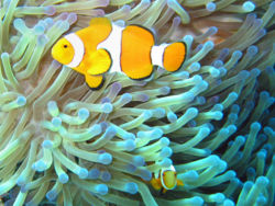 Mutual symbiosis between clownfish of the genus Amphiprion that dwell among the tentacles of tropical sea anemones. The territorial fish protects the anemone from anemone-eating fish, and in turn the stinging tentacles of the anemone protects the clown fish from its predators.