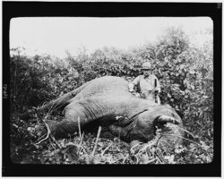 Roosevelt standing next to a dead elephant during a safari