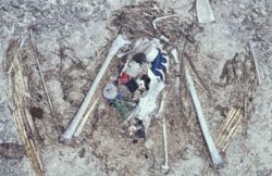 The remains of this Laysan Albatross chick show the plastic ingested prior to death, including a bottle cap and lighter.