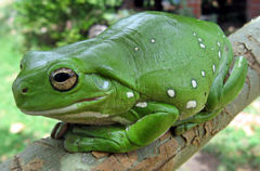 White's Tree Frog (Litoria caerulea)