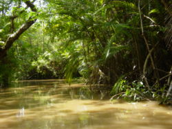 Amazon rainforest