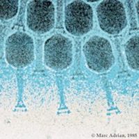 A falsely coloured electron micrograph of multiple bacteriophages