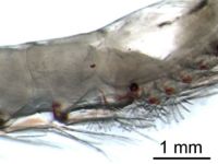 The gills of krill are externally visible.