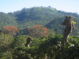 Shade-trees in Orosí, Costa Rica. After the harvest, they are pruned