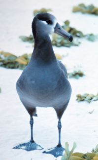 Unlike most Procellariiformes, albatrosses, like this Black-footed Albatross, can walk well on land.