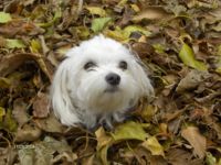 A Maltese lying in the fall leaves.