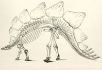 Othniel Charles Marsh's 1896 illustration of Stegosaurus. Note the twelve dorsal plates and eight tail spikes; Stegosaurus actually had 17 plates and just four spikes.