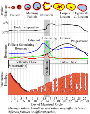 Menstrual cycle