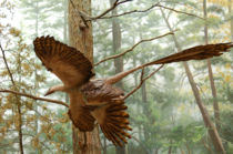 Model of Microraptor, a four-winged dinosaur with long pennaceous feathers.