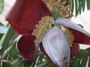 M. acuminata x balbisiana flower, partially opened.