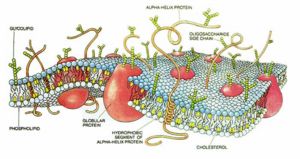 The hydrophobic cell membrane prevents charged molecules from easily diffusing through it, permitting a potential difference to exist across the membrane.