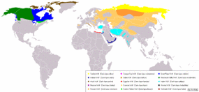 Present distribution of gray wolves by subspecies.