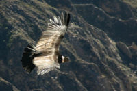 The condor in flight.